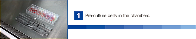 Pre-culture cells in the chambers.