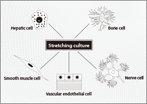 Stretching culture