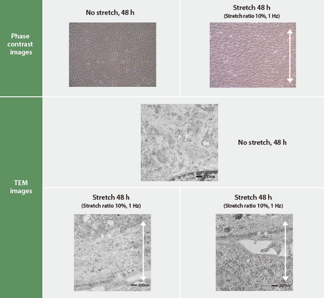 Stretching culture of Murine myoblast cell line (C2C12 cells)