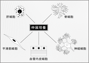 伸展培養の図