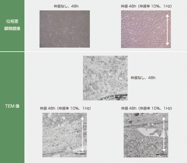 マウス筋芽細胞（C2C12）の伸展培養
